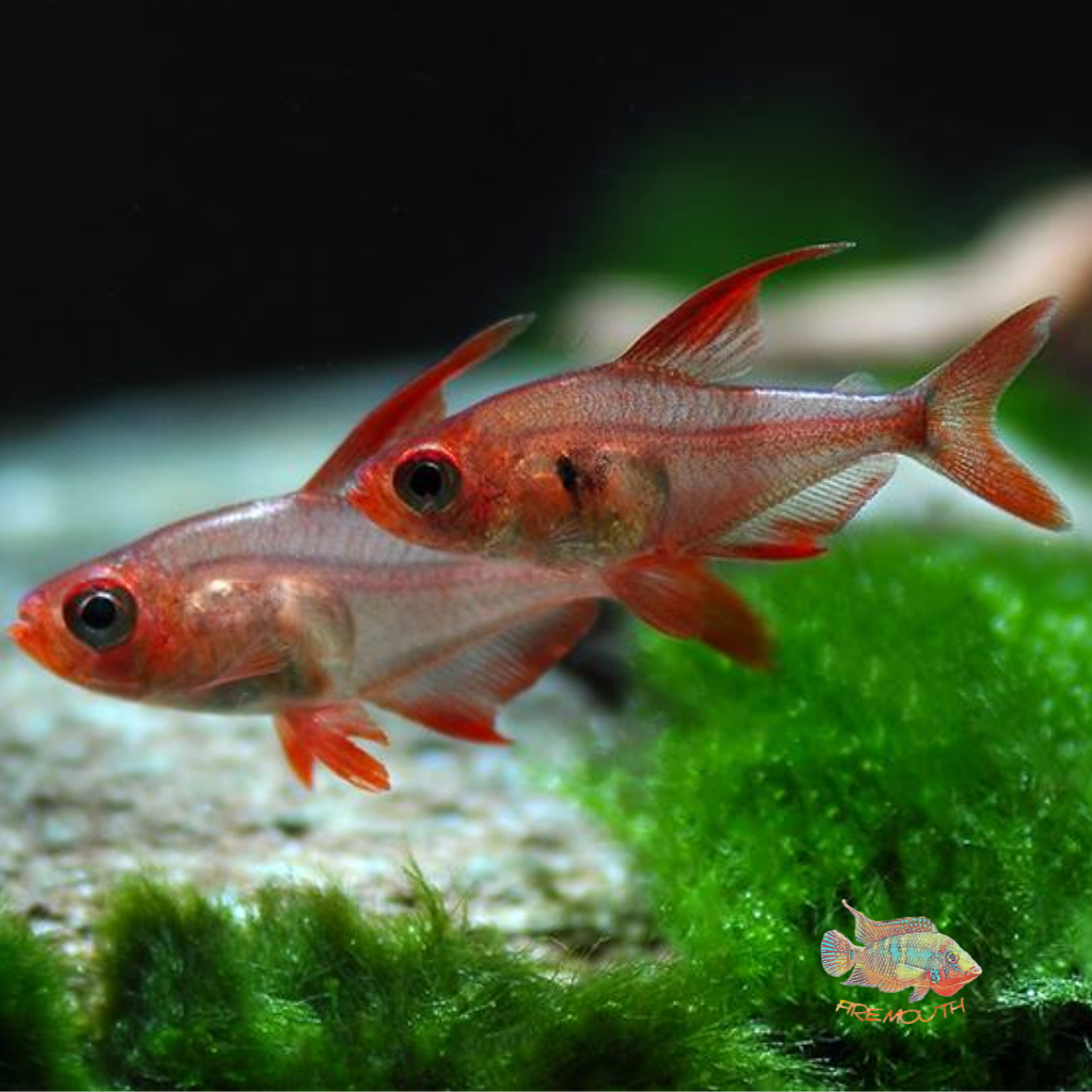 Red Ghost Tetra | freshwater fish 
