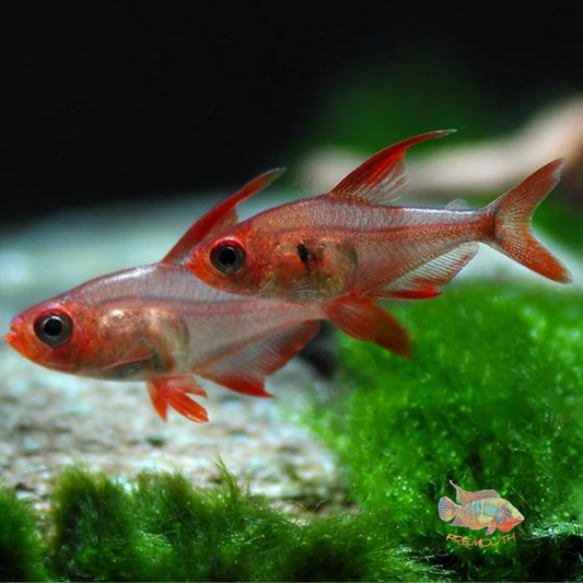 Tetra fantasma rojo | peces de agua dulce