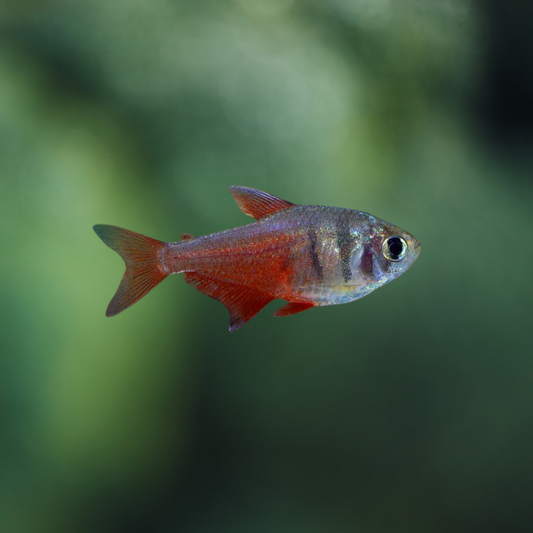 Hyphessobrycon Flammeus - Tetra Llama