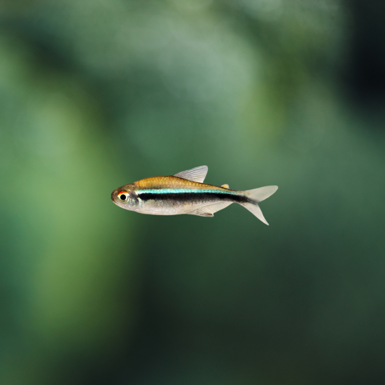 Hyphessobrycon Herbertaxelrodi | Tetra neón negro