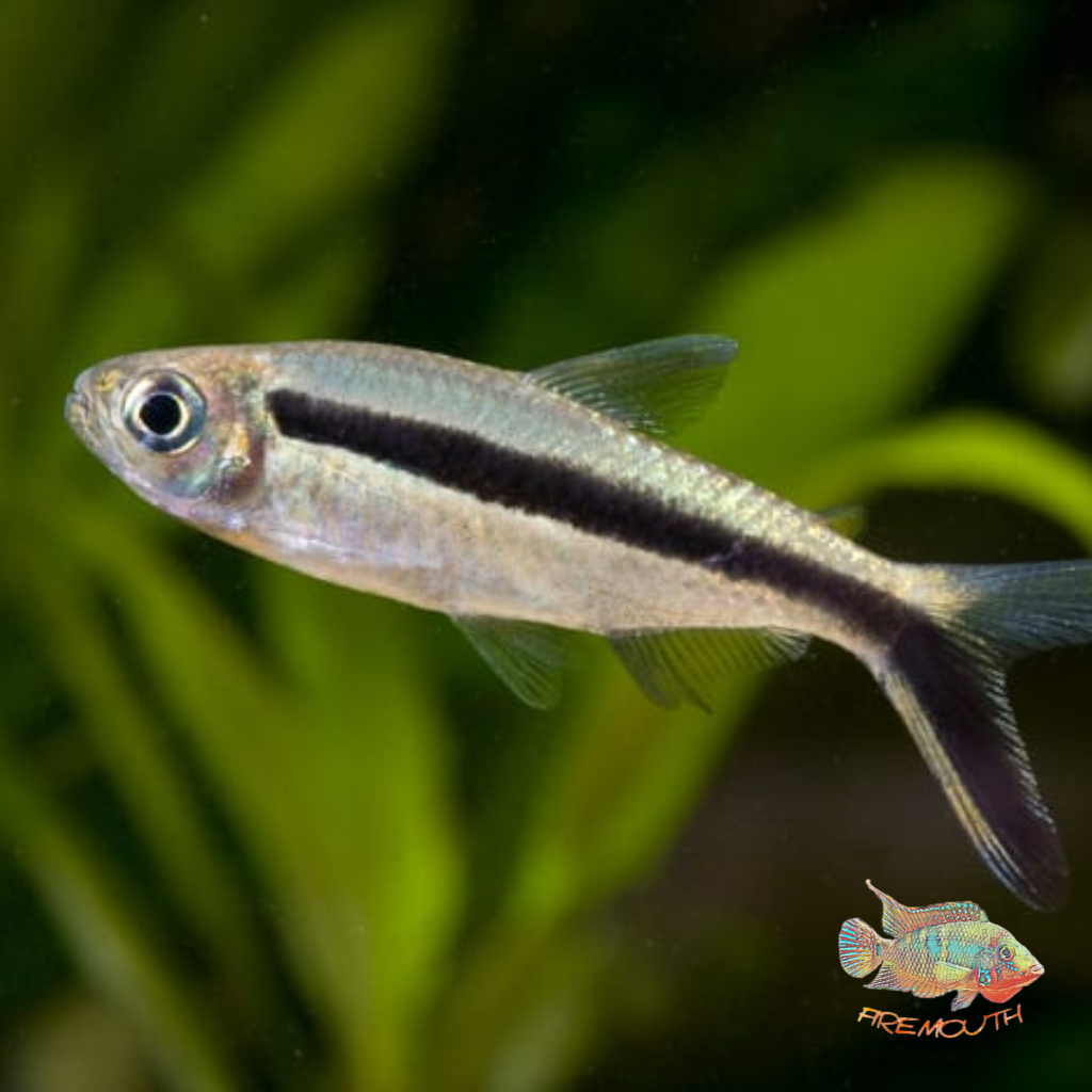 Thayeria Obliqua | peces agua dulce