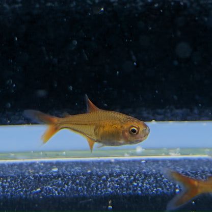 Tetra Ember - Hyphessobricon Amandae