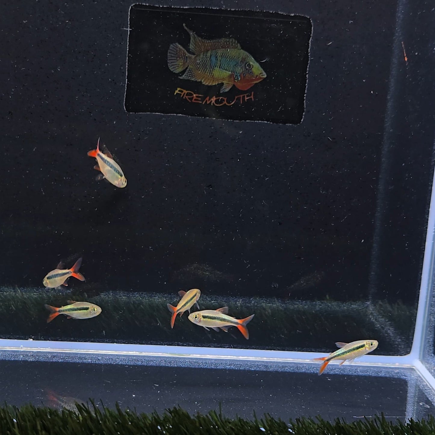 Thayeria sp red tail | peces agua dulce