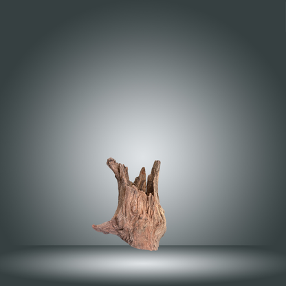 Tree Stump 13F - 001