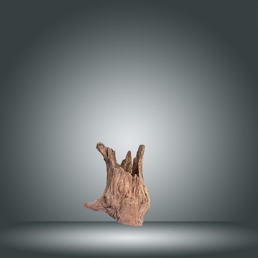 Tree Stump 13F - 001