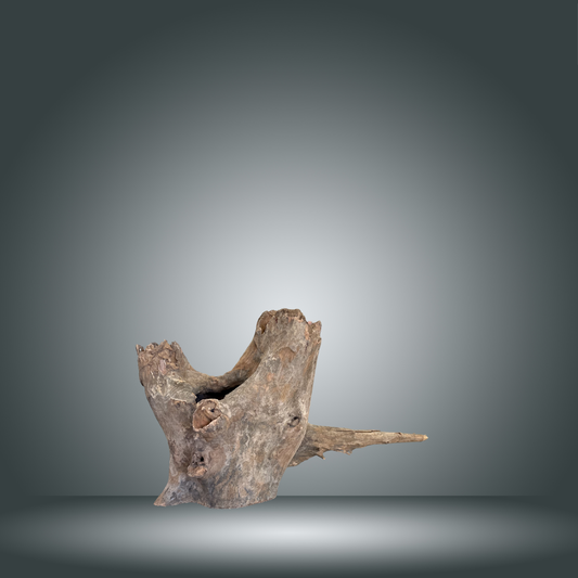 Tree Stump 13F - 002