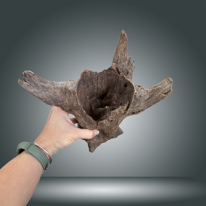 Tree Stump 13F - 003