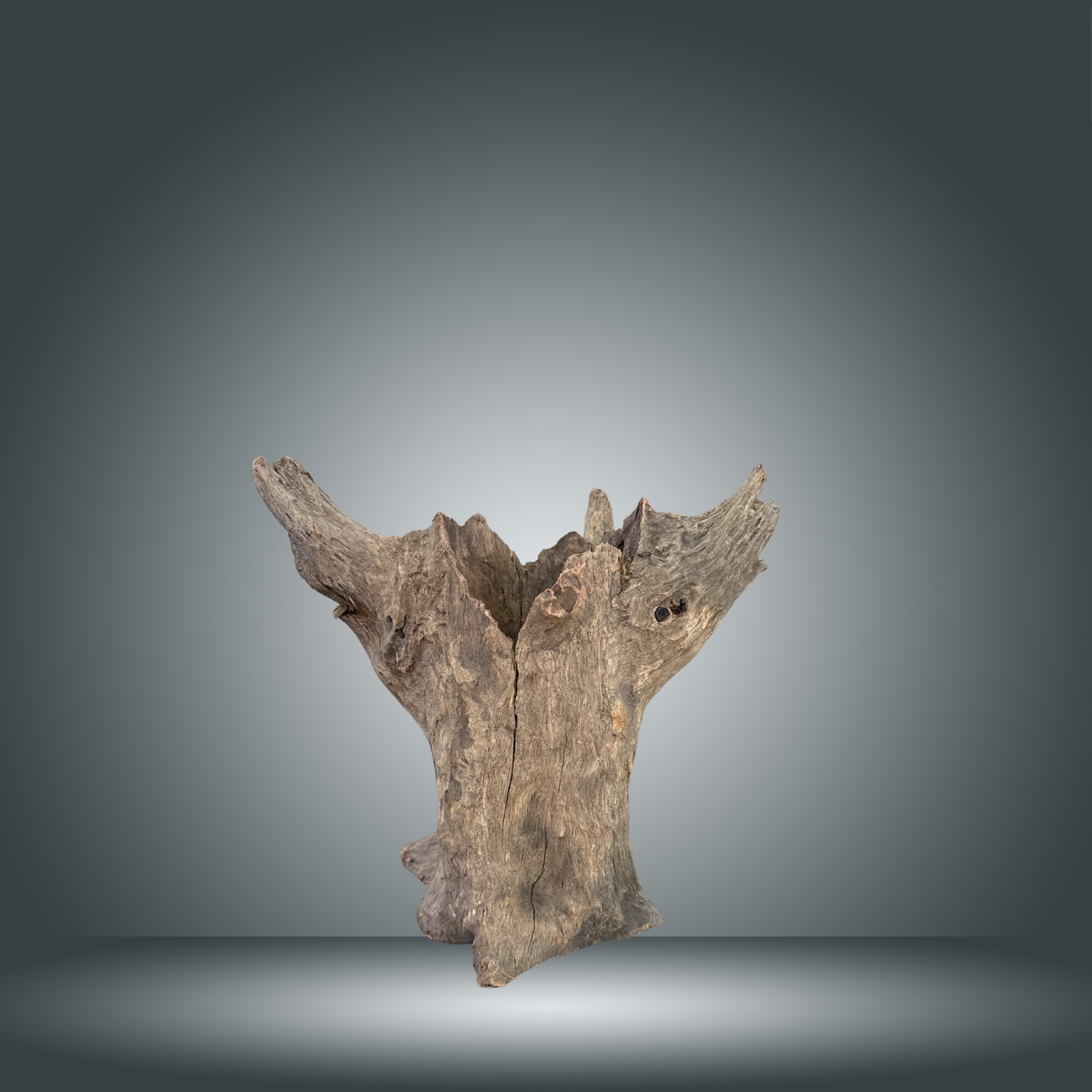 Tree Stump 13F - 003