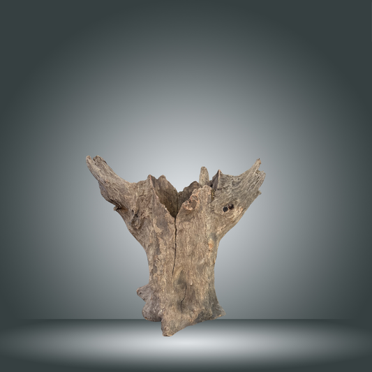 Tree Stump 13F - 003