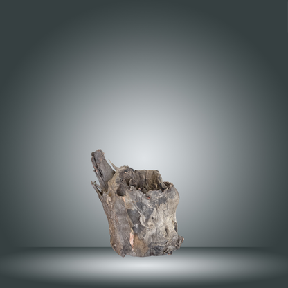 Tree Stump 13F - 004
