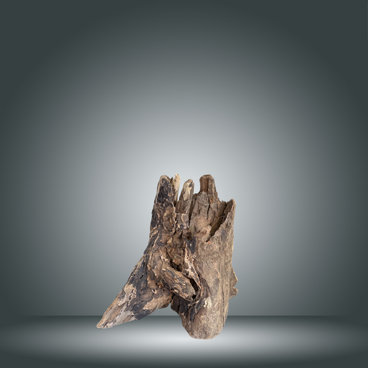 Tree Stump 13F - 005