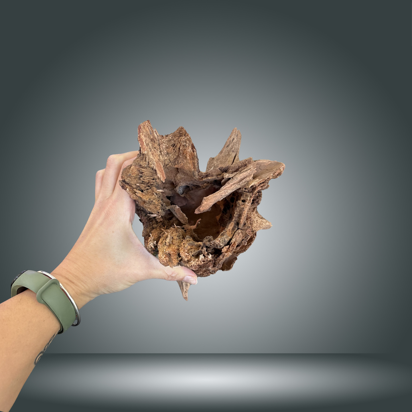 Tree Stump 13F - 006