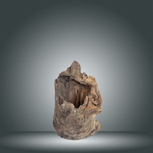 Tree Stump 24F - 061