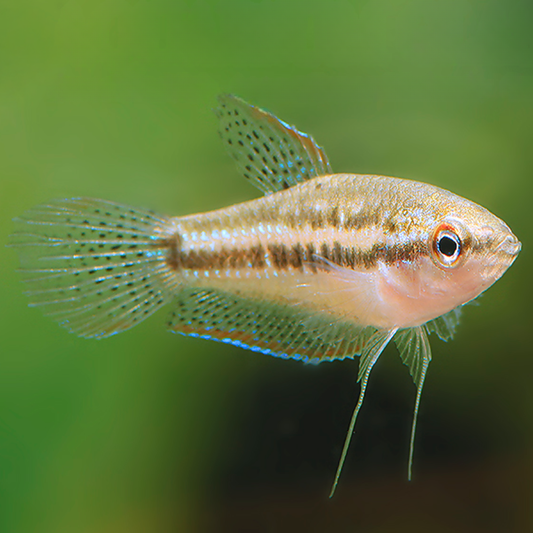 Trichopsis pumila – Gourami croador enano
