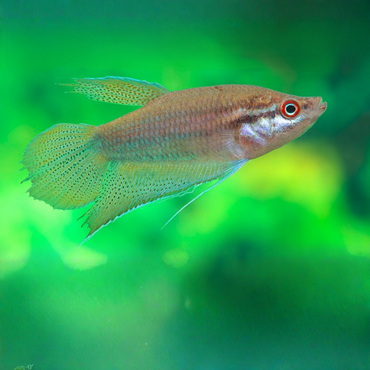 Trichopsis Vittata lg