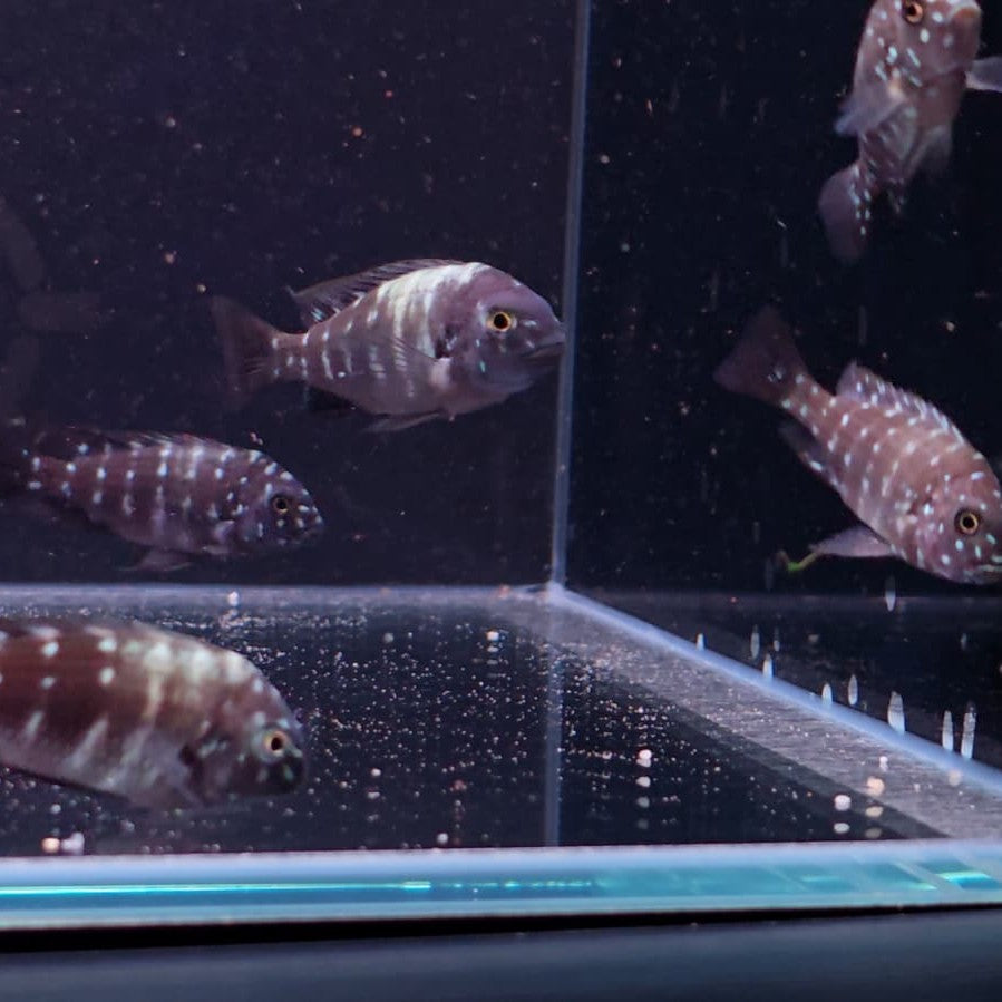 Tropheus Duboisi 4cm