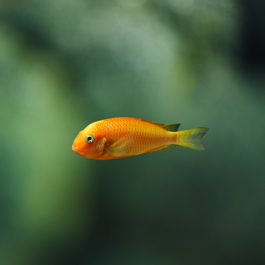 Tropheus sp. red bishop/phoenix 2cm