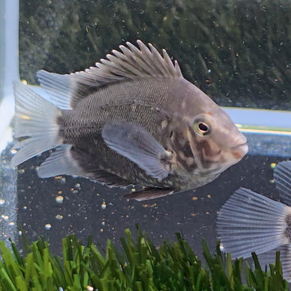 Uaru amphiacanthoides bred 3-4cm