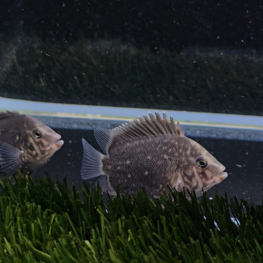 Uaru amphiacanthoides bred 3-4cm