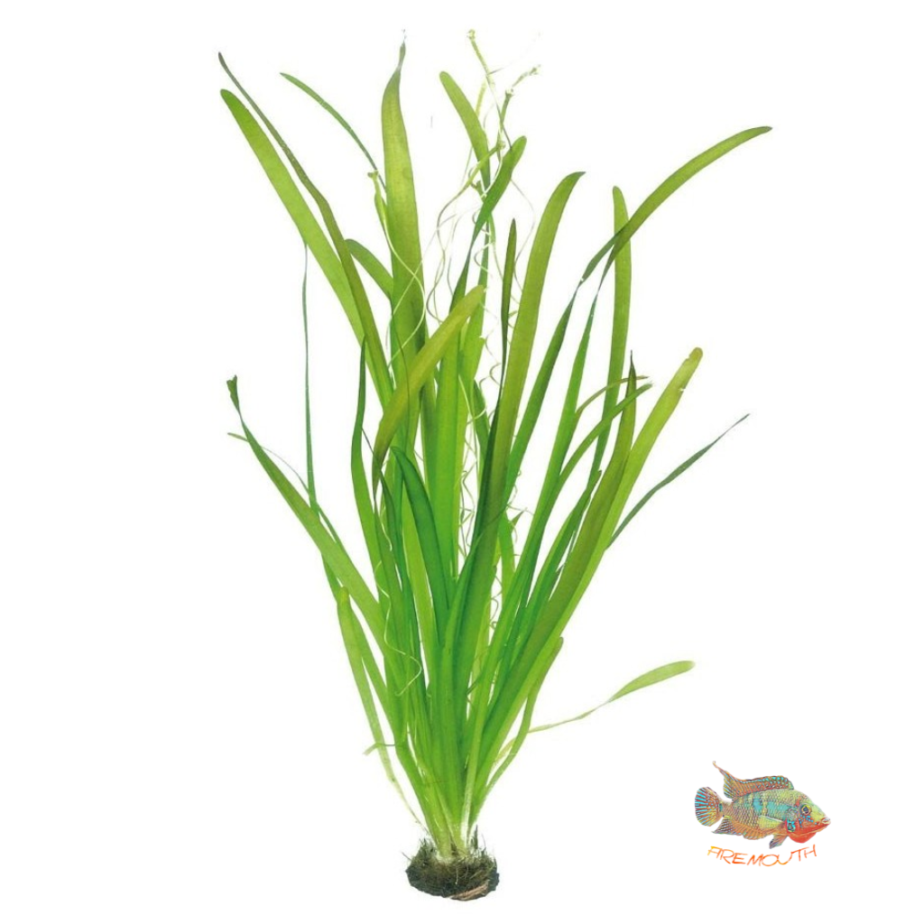 Vallisneria Gigantea | aquarium plant