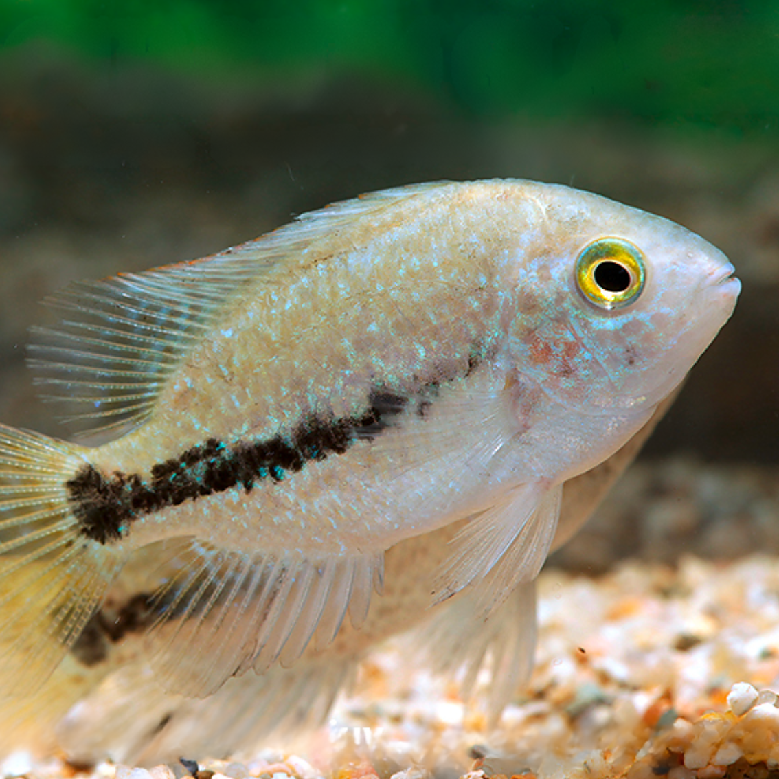 Vieja (Cichlas.) zonatus talla 4-6cm