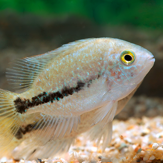 Vieja (Cichlas.) zonatus talla 4-6cm