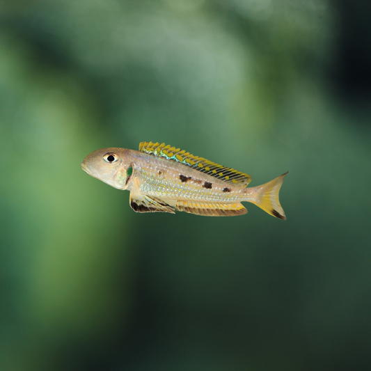 Xenotilapia Ochrogenys Kigoma 5-7 | peces agua dulce