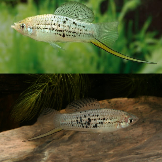 Xiphophorus nezahualcoyotl sm-md