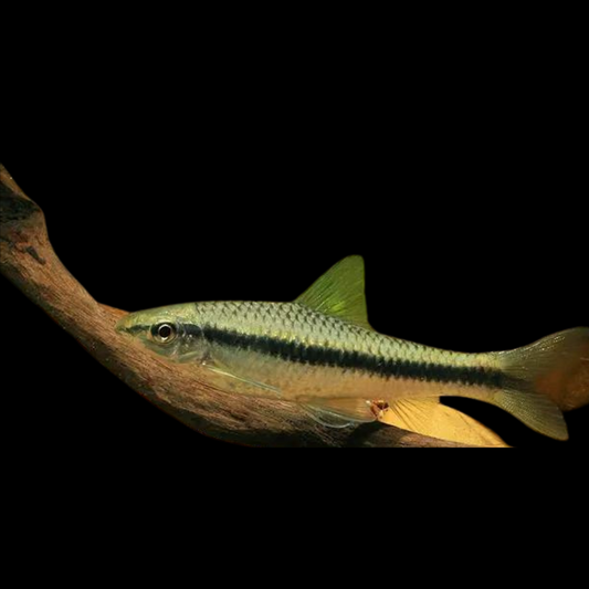 Zorro volador - crossocheilus oblongus | peces agua dulce