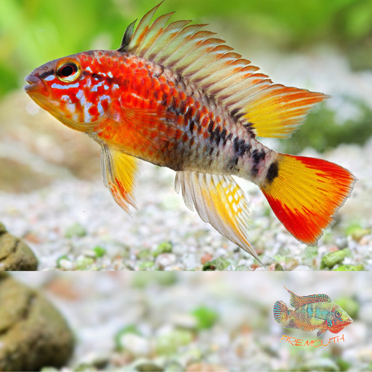Apistogramma Macmasteri Red Mask 3-4