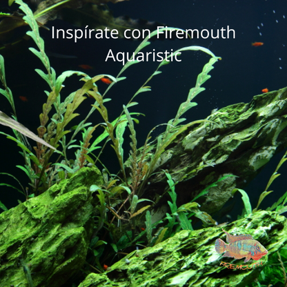 Hygrophila pinnatifida | planta de acuario