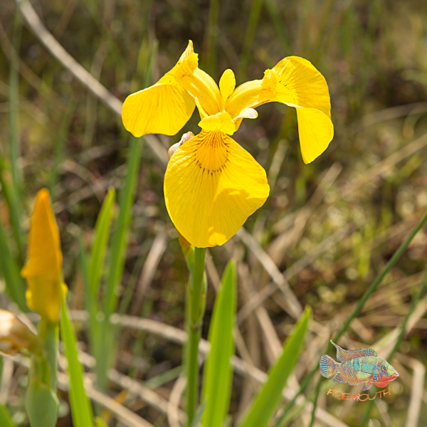 Iris Pseudoacorus amarillo | planta de estanque
