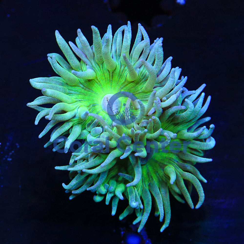 Duncanopsammia Axifuga - Coral LPS