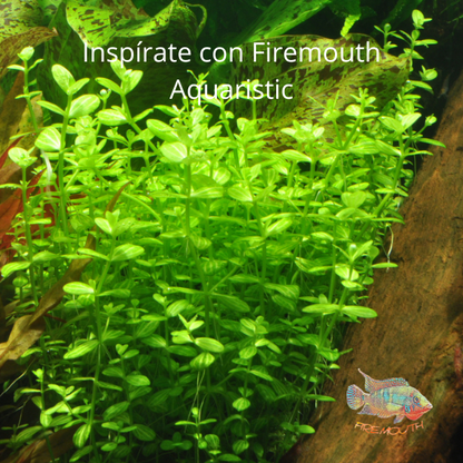 Lindernia rotundifolia | planta de acuario