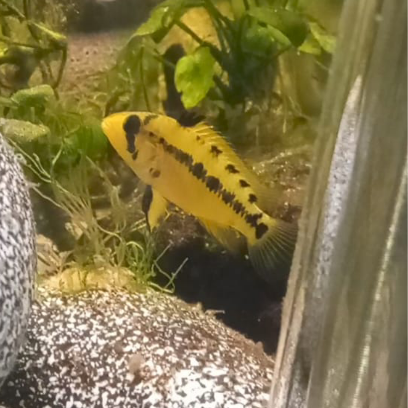 Juveniles de apistogramma Alacrina