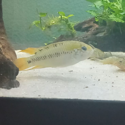 Juveniles de apistogramma Alacrina