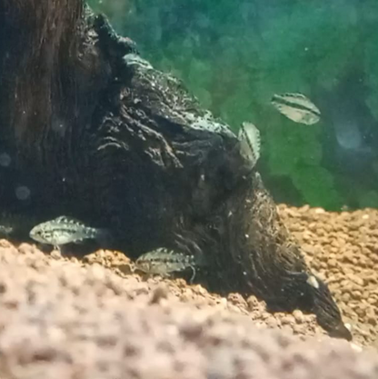 Juveniles de apistogramma Alacrina