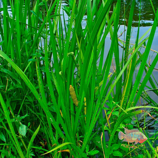 Acorus Calamus | pond plant