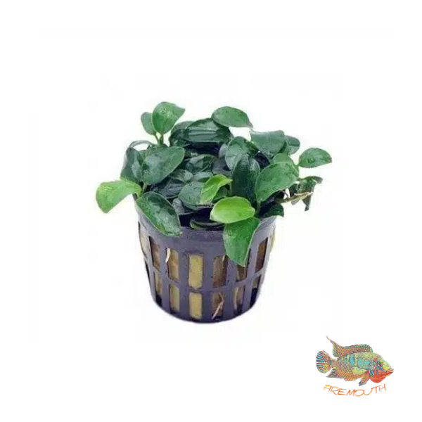 Anubias barteri var. nana 'Mini Mini' | planta para acuario