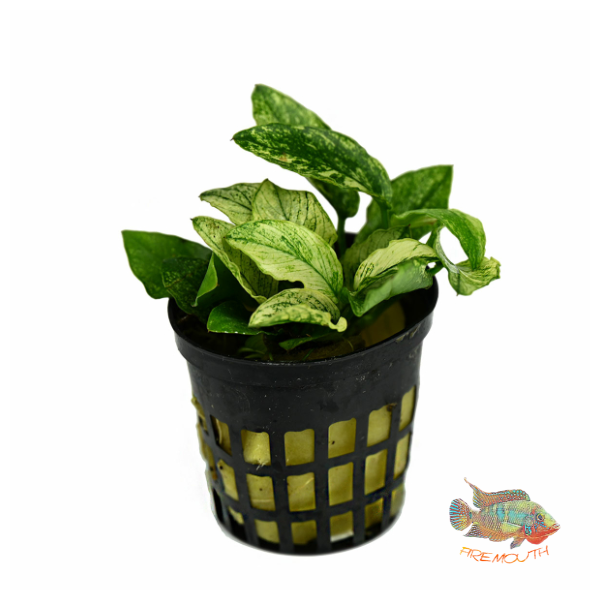 Anubias barteri var. lullaby 'Pinto' | aquarium plant