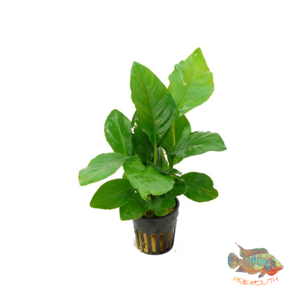 Anubias heterophylla | aquarium plant