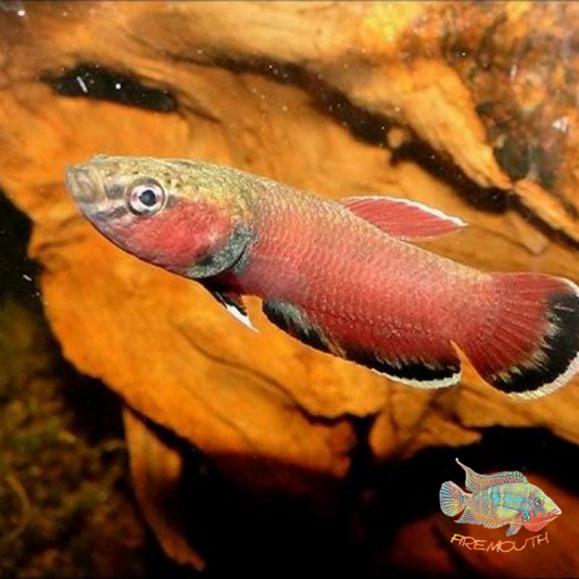 betta-chanoide-firemouth