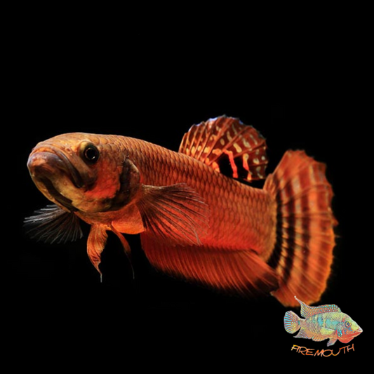 betta-macrostoma-firemouth