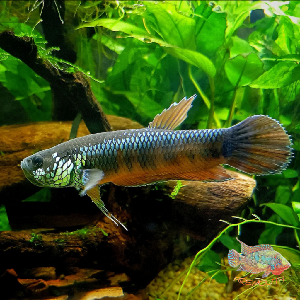 betta-pallifina-bahiton-firemouth