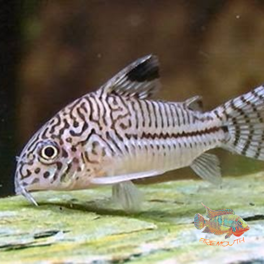 Corydora Julii