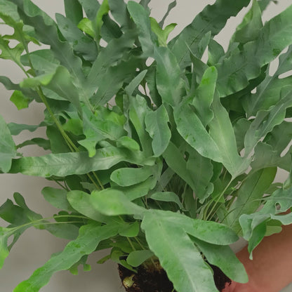 Helecho azul - Phlebodium aureum