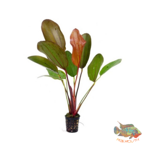 Echinodorus red chilli | Planta para acuario