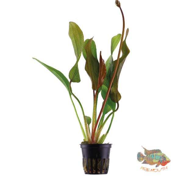 Echinodorus 'Red Diamond' | aquarium plant