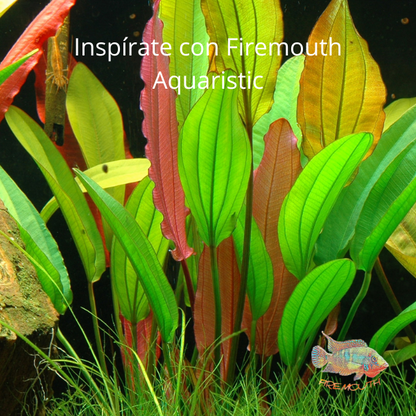 Echinodorus 'Red Diamond' | aquarium plant