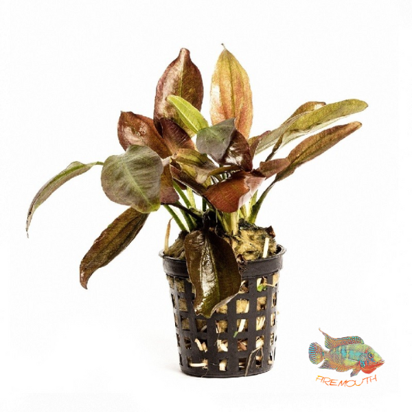 Echinodorus indian red | Aquarium plant